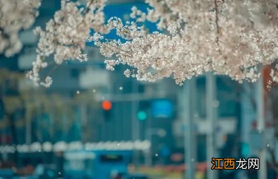 无锡漫步指南 | 樱花满城