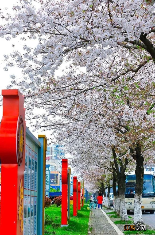 无锡漫步指南 | 樱花满城