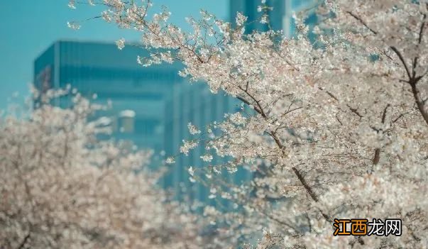 无锡漫步指南 | 樱花满城