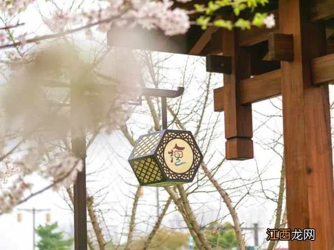 无锡漫步指南 | 樱花满城