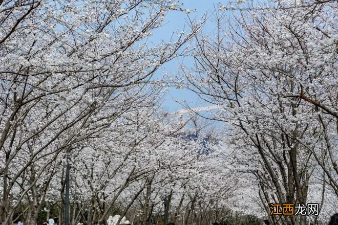 无锡漫步指南 | 樱花满城