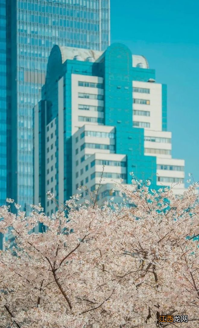 无锡漫步指南 | 樱花满城