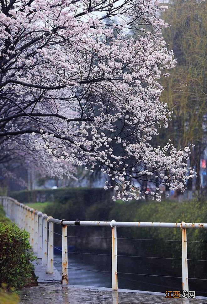 无锡漫步指南 | 樱花满城