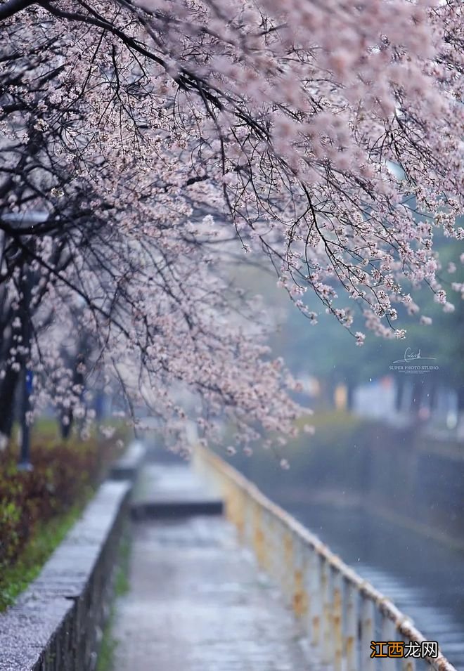 无锡漫步指南 | 樱花满城