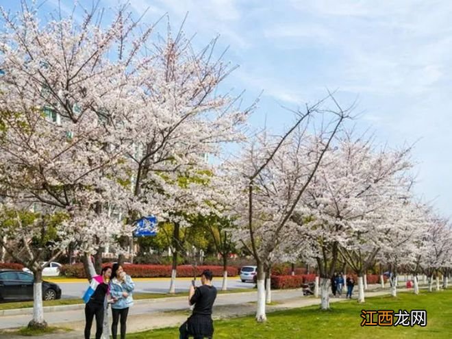 无锡漫步指南 | 樱花满城