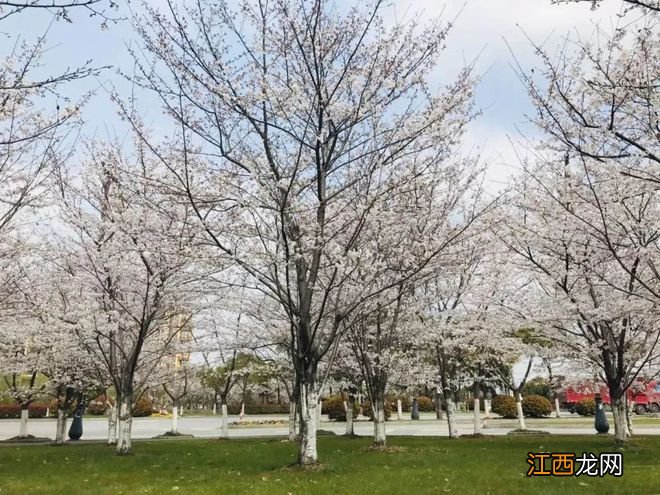 无锡漫步指南 | 樱花满城