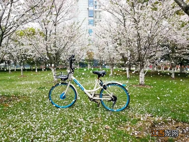 无锡漫步指南 | 樱花满城