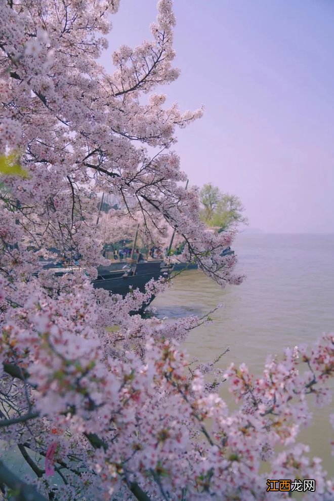 无锡漫步指南 | 樱花满城