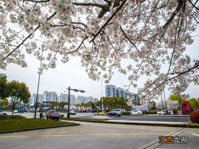 无锡漫步指南 | 樱花满城