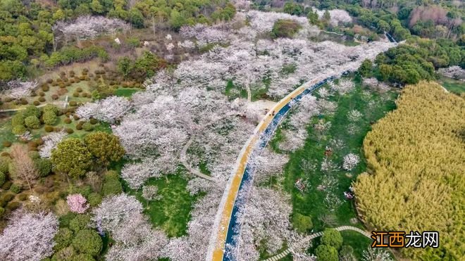 无锡漫步指南 | 樱花满城