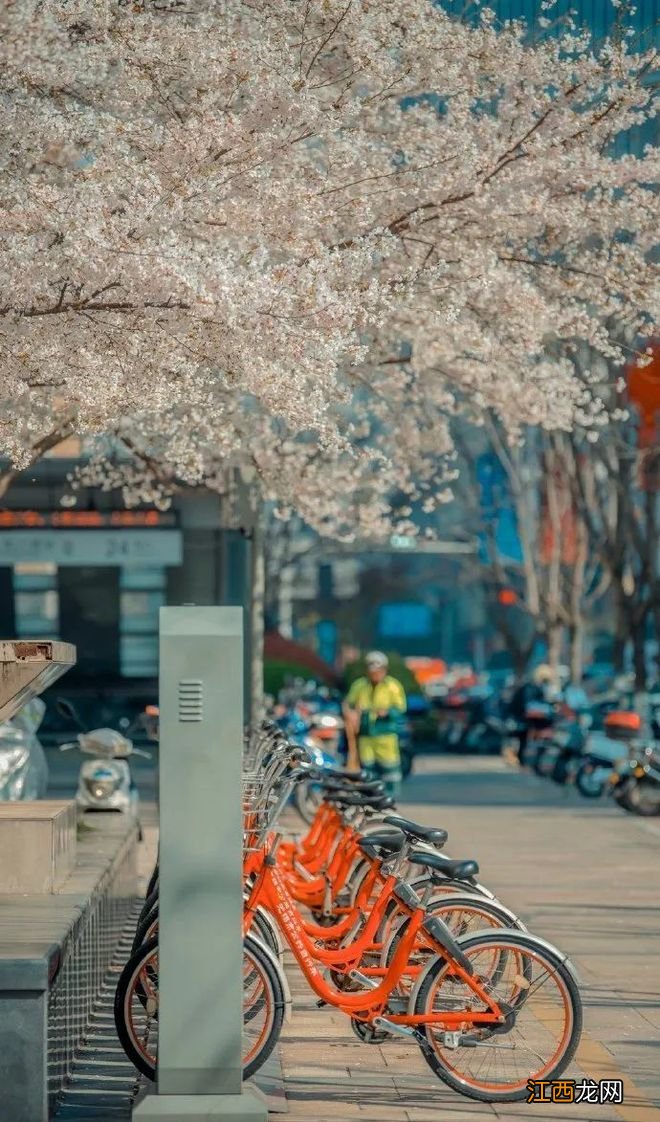 无锡漫步指南 | 樱花满城