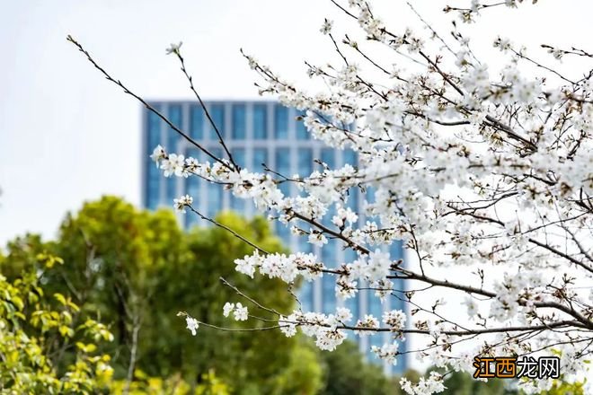 无锡漫步指南 | 樱花满城