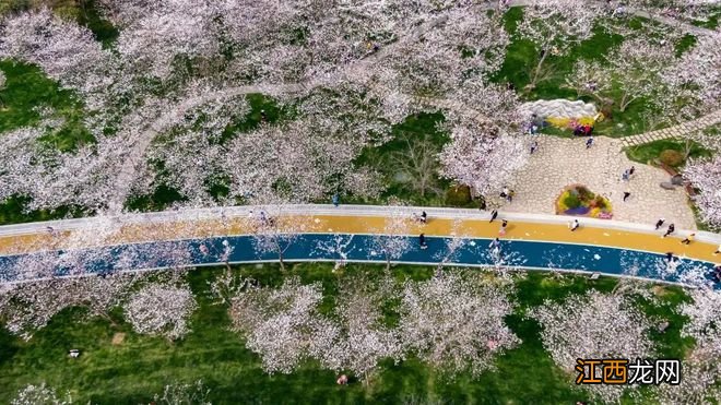 无锡漫步指南 | 樱花满城