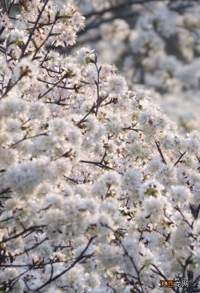 无锡漫步指南 | 樱花满城