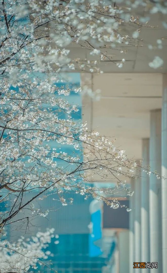 无锡漫步指南 | 樱花满城