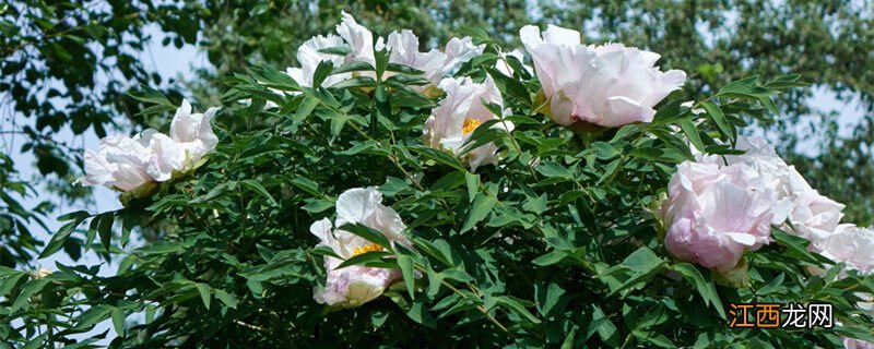 中药白芍是什么植物 白芍是什么植物