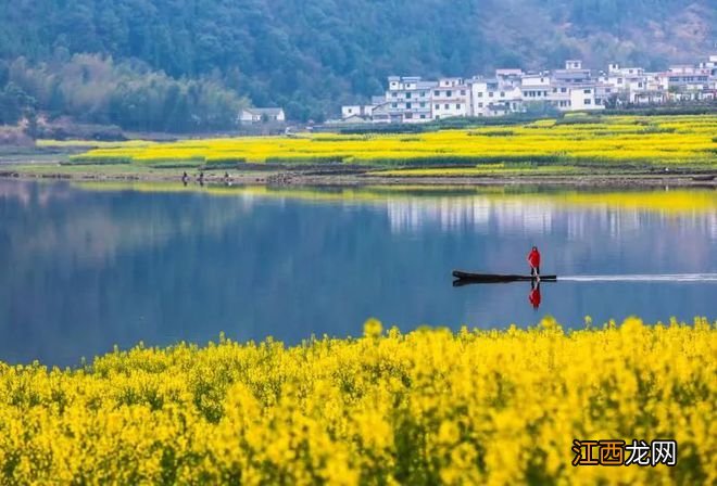 千岛湖油菜花攻略！