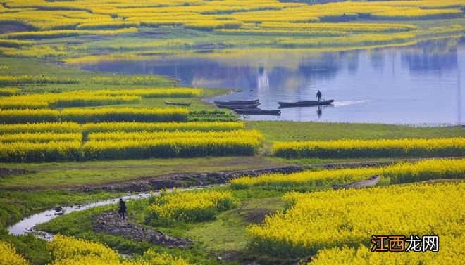 千岛湖油菜花攻略！