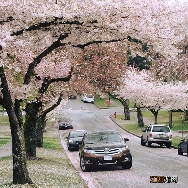 温哥华樱花悄然绽放 景色绝美宛若仙境 最全赏樱攻略出炉