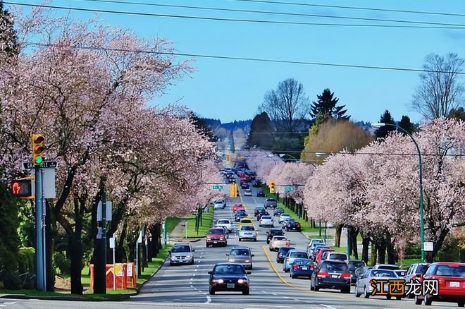 温哥华樱花悄然绽放 景色绝美宛若仙境 最全赏樱攻略出炉