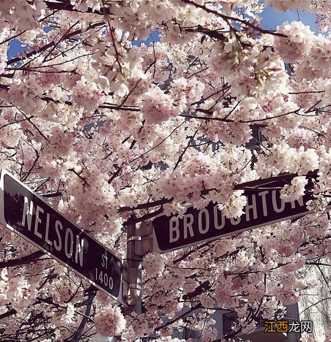 温哥华樱花悄然绽放 景色绝美宛若仙境 最全赏樱攻略出炉