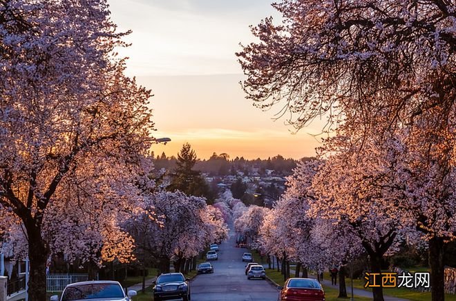 温哥华樱花悄然绽放 景色绝美宛若仙境 最全赏樱攻略出炉