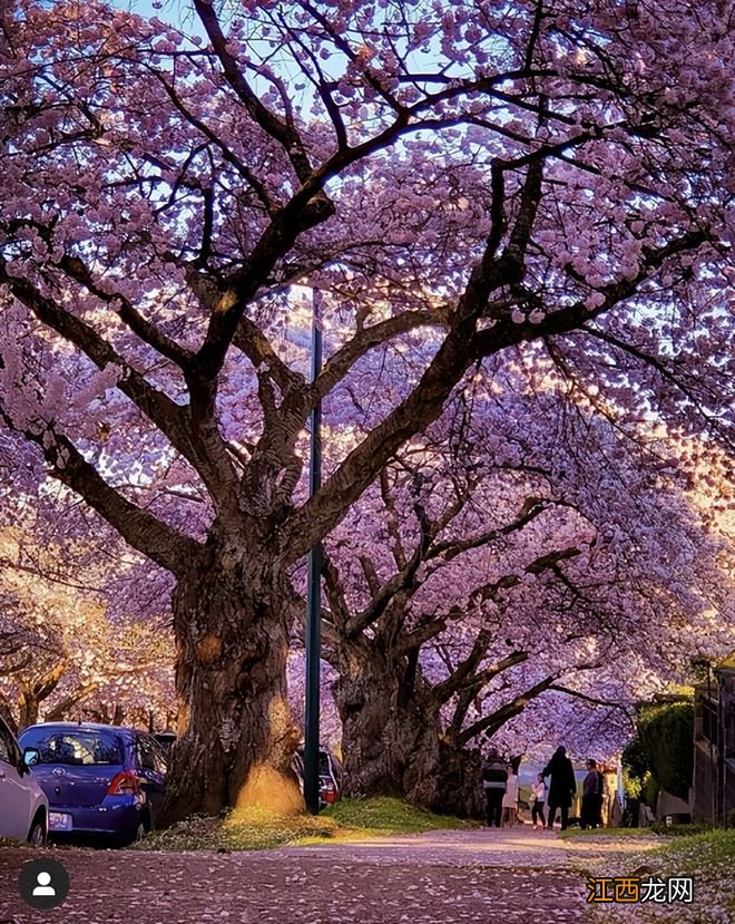 温哥华樱花悄然绽放 景色绝美宛若仙境 最全赏樱攻略出炉