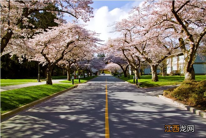 温哥华樱花悄然绽放 景色绝美宛若仙境 最全赏樱攻略出炉