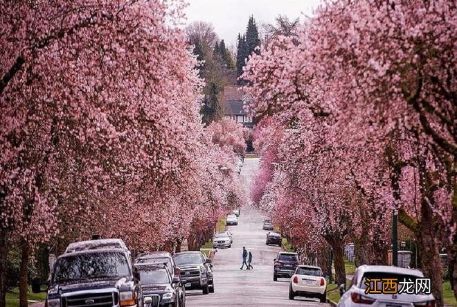 温哥华樱花悄然绽放 景色绝美宛若仙境 最全赏樱攻略出炉