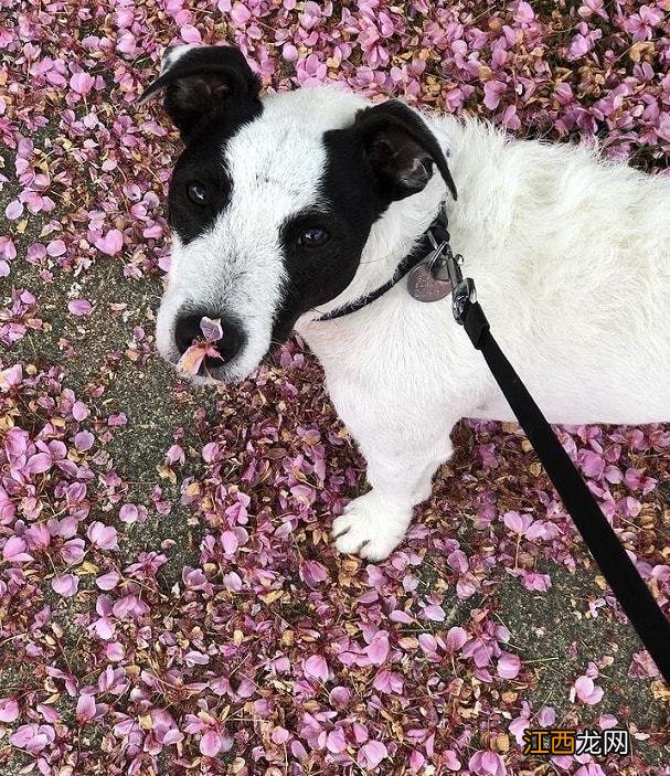 温哥华樱花悄然绽放 景色绝美宛若仙境 最全赏樱攻略出炉