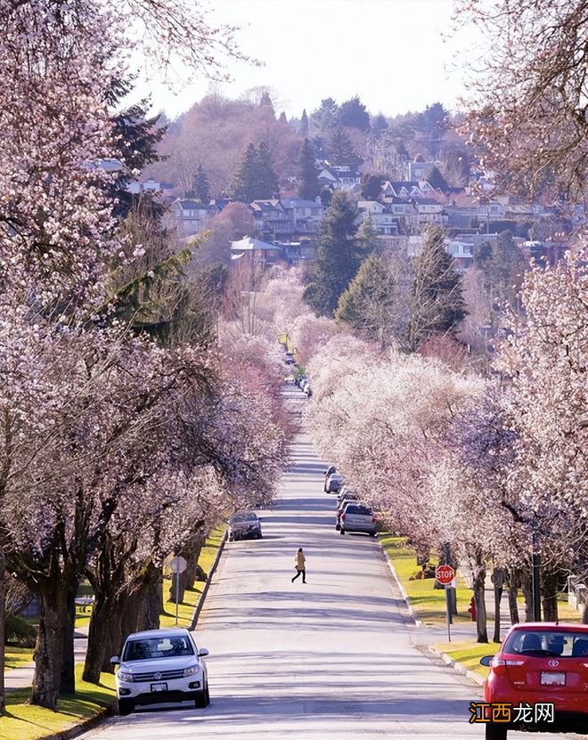 温哥华樱花悄然绽放 景色绝美宛若仙境 最全赏樱攻略出炉