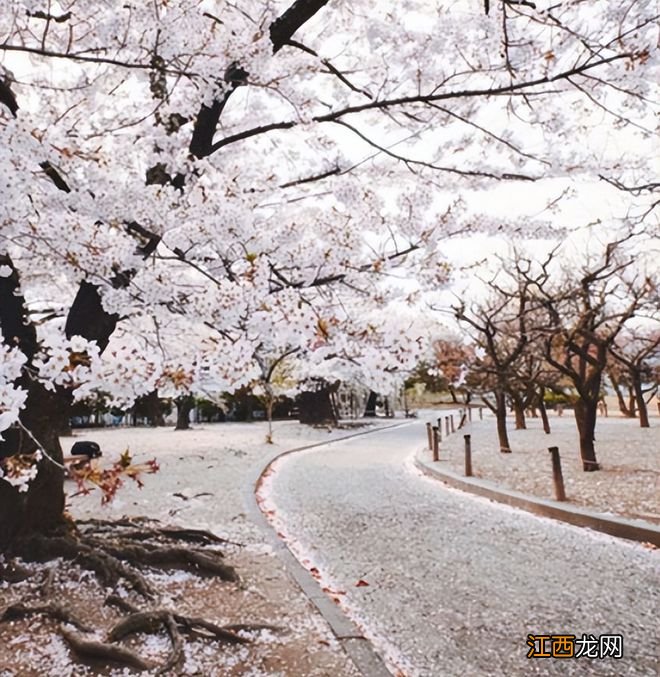 温哥华樱花悄然绽放 景色绝美宛若仙境 最全赏樱攻略出炉