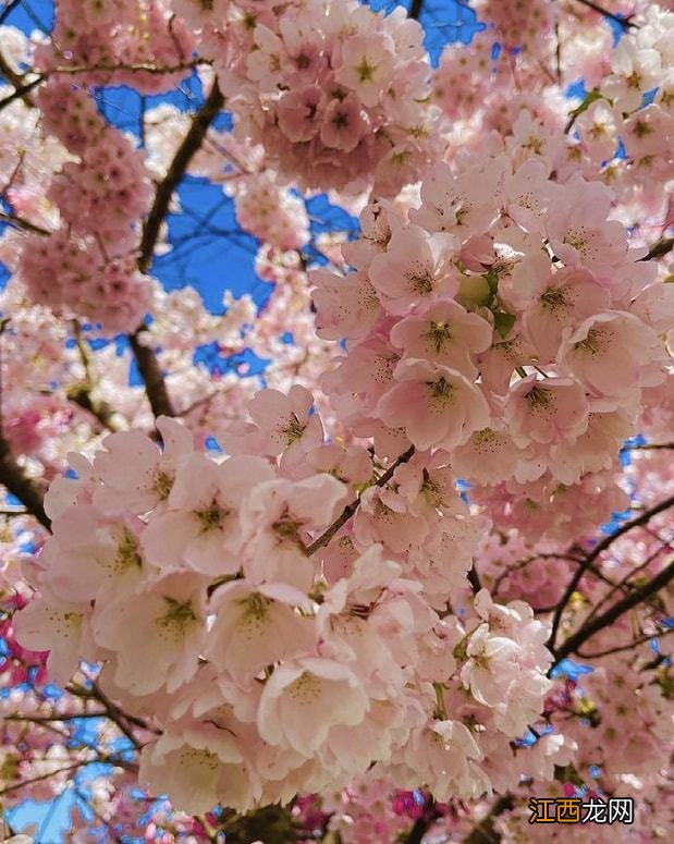 温哥华樱花悄然绽放 景色绝美宛若仙境 最全赏樱攻略出炉