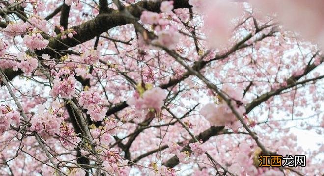 温哥华樱花悄然绽放 景色绝美宛若仙境 最全赏樱攻略出炉