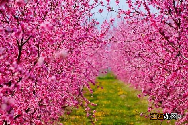 希腊的“桃花源”：一起去那桃花盛开的地方