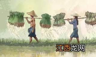 谷雨的来历和风俗 谷雨的由来以及风俗