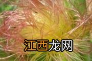 玉米须黄芪治疗肾炎吗 玉米须黄芪能治那种肾炎