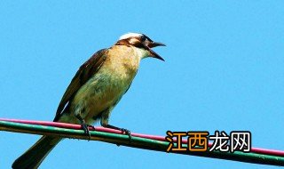 白头翁鸟来家里什么兆头 白头翁鸟来家里有什么兆头