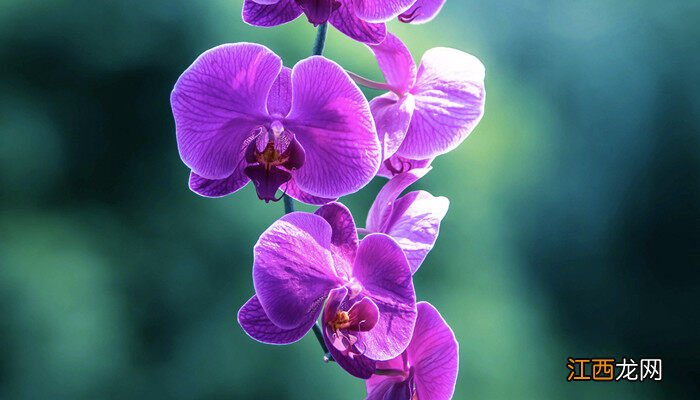 兰花几天浇一次水比较好 兰花浇水时间和方法