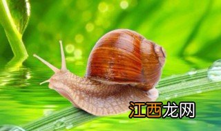 蜗牛壳碎了还能活吗 蜗牛壳碎了一定会死吗