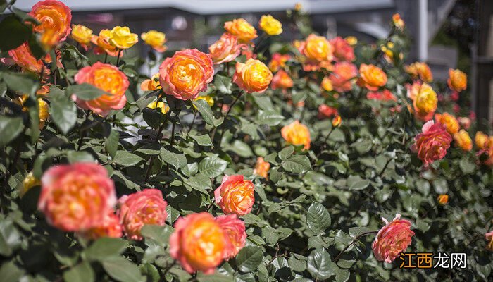 月季花浇水怎么浇好 月季花浇水怎么浇