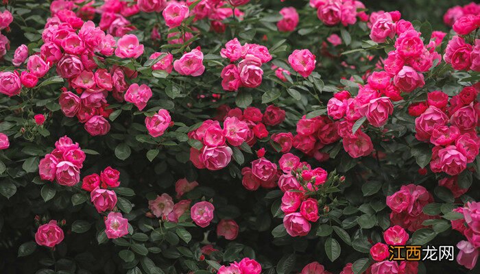 月季花浇水怎么浇好 月季花浇水怎么浇