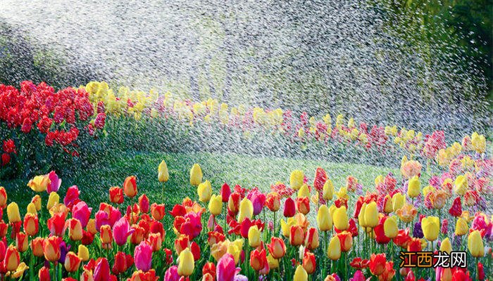 给花浇水什么时间好呢 给花浇水什么时间好