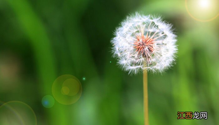 蒲公英的人生哲理 蒲公英象征着哪种人