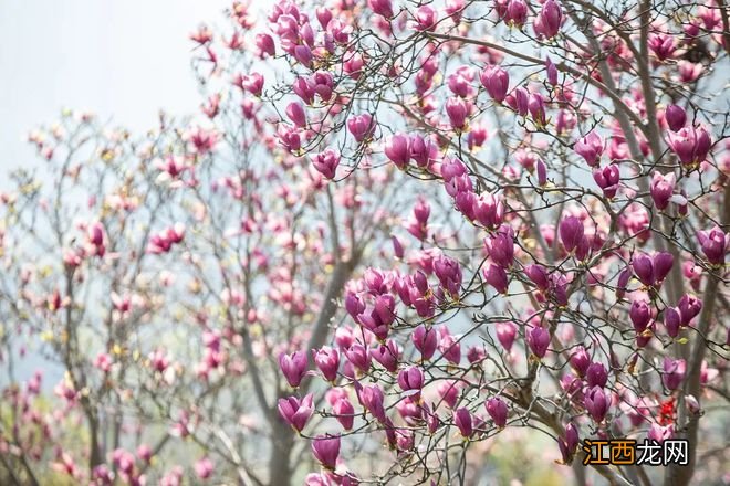 “云”赏花！踏春不出门，我们把春日浪漫送给你~