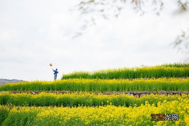 “云”赏花！踏春不出门，我们把春日浪漫送给你~