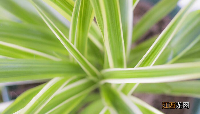 南方室内适合养的18种植物 室内适合养的18种植物