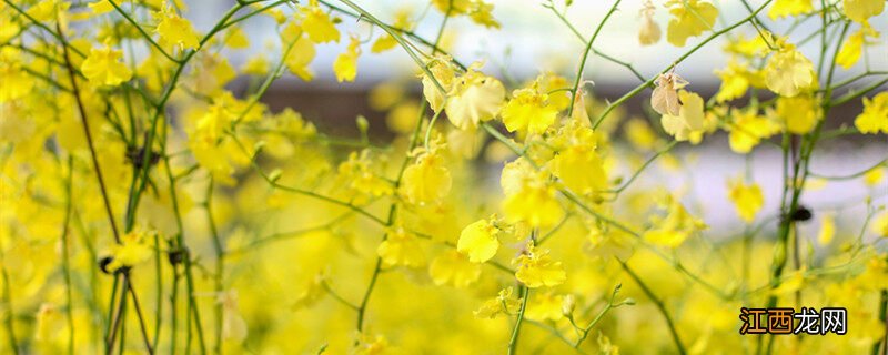 石斛兰图片大全大图 石斛兰图片