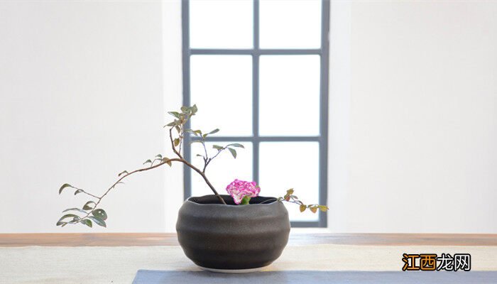 石斛兰图片大全大图 石斛兰图片