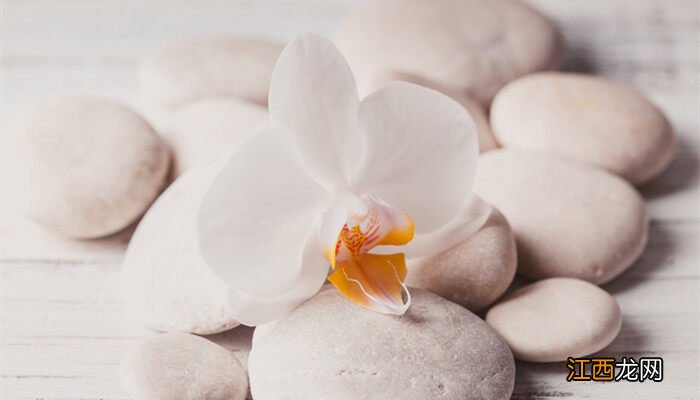 石斛兰图片大全大图 石斛兰图片